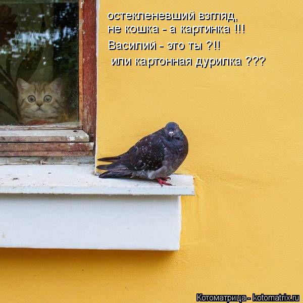 остекленевший взгляд, не кошка - а картинка !!! Василий - это ты ?!! или картонная дурилка ???... Котоматрица: остекленевший взгляд, не кошка - а картинка !!! Василий - это ты ?!! или картонная дурилка ???