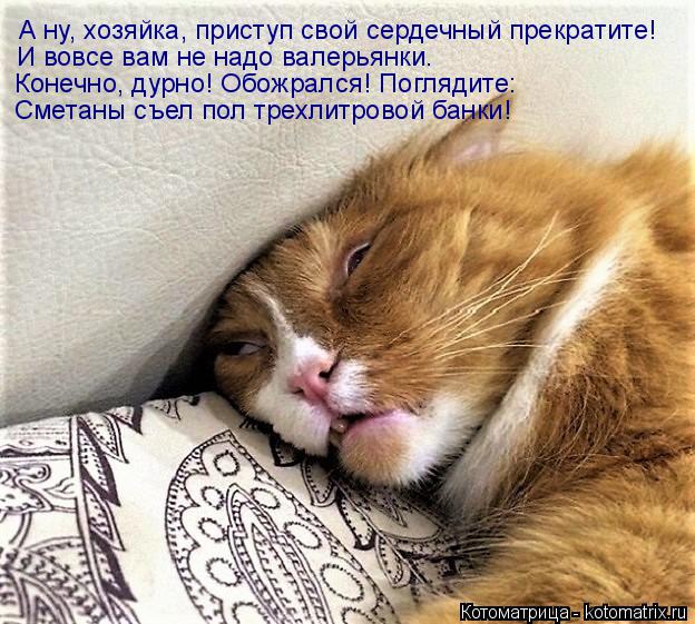 А ну, хозяйка, приступ свой сердечный прекратите! И вовсе вам не надо валерьянки. Конечно, дурно! Обо... Котоматрица: А ну, хозяйка, приступ свой сердечный прекратите! И вовсе вам не надо валерьянки. Конечно, дурно! Обожрался! Поглядите: Сметаны съел пол трех