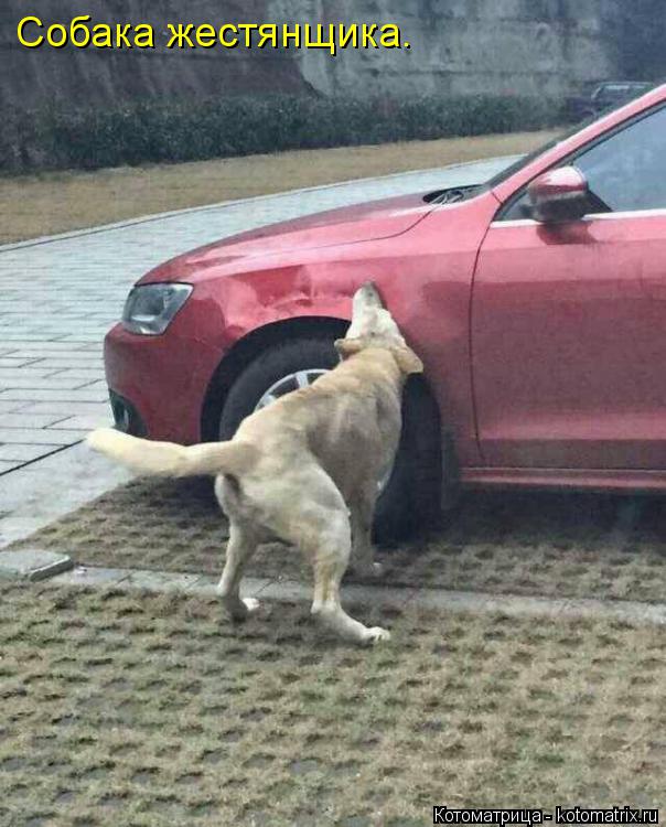 Собака жестянщика.... Котоматрица: Собака жестянщика.