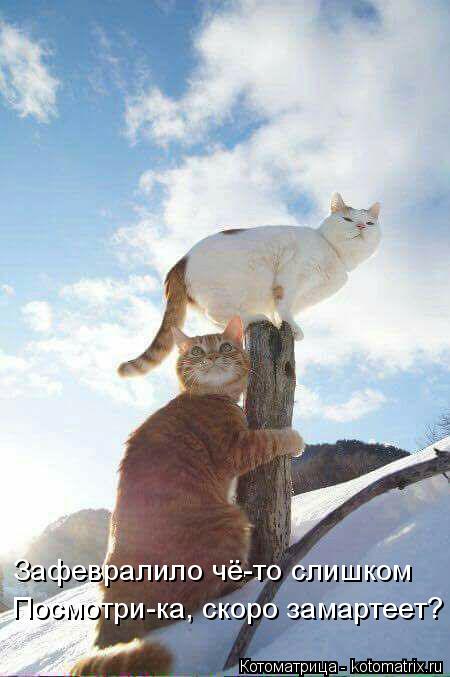 Котоматрица: Зафевралило чё-то слишком Посмотри-ка, скоро замартеет?