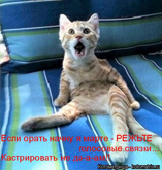 Если орать начну я марте - РЕЖЬТЕ голосовые связки... Кастрировать не да-а-ам!!... Котоматрица: Если орать начну я марте - РЕЖЬТЕ голосовые связки... Кастрировать не да-а-ам!!