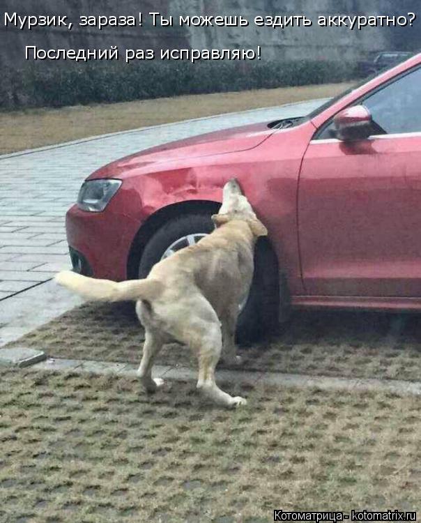 Мурзик, зараза! Ты можешь ездить аккуратно? Последний раз исправляю!... Котоматрица: Мурзик, зараза! Ты можешь ездить аккуратно? Последний раз исправляю!