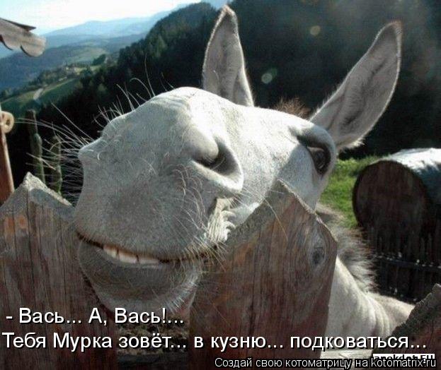 Котоматрица: Тебя Мурка зовёт... в кузню... подковаться... - Вась... А, Вась!...