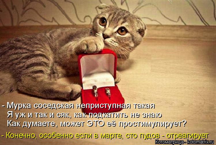 - Мурка соседская неприступная такая Я уж и так и сяк, как подкатить не знаю Как думаете, может ЭТО ... Котоматрица: - Мурка соседская неприступная такая Я уж и так и сяк, как подкатить не знаю Как думаете, может ЭТО её простимулирует? - Конечно, особенно есл