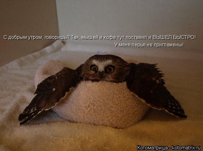 Котоматрица: С добрым утром, говоришь? Так, мышей и кофе тут поставил и ВЫШЕЛ БЫСТРО! У меня перья не приглажены!