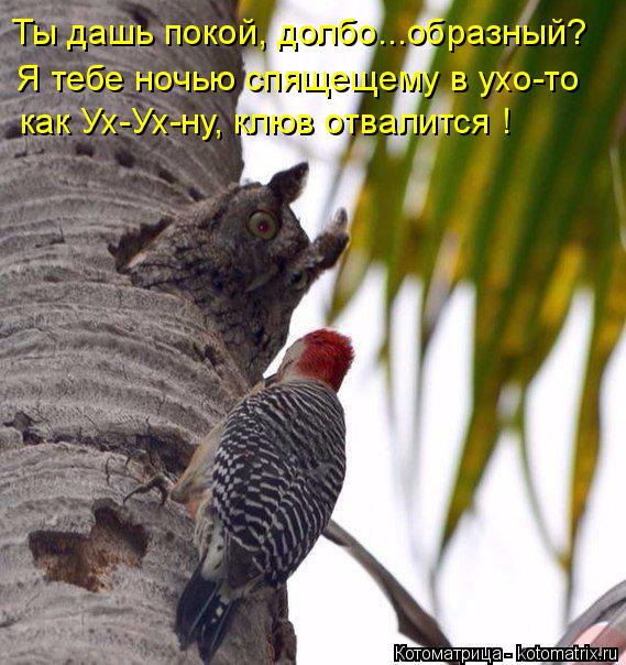Ты дашь покой, долбо...образный? Я тебе ночью спящещему в ухо-то как Ух-Ух-ну, клюв отвалится !... Котоматрица: Ты дашь покой, долбо...образный? Я тебе ночью спящещему в ухо-то как Ух-Ух-ну, клюв отвалится !