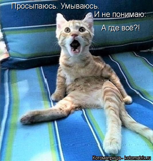 Просыпаюсь. Умываюсь. И не понимаю: А где всё?!... Котоматрица: Просыпаюсь. Умываюсь. И не понимаю: А где всё?!