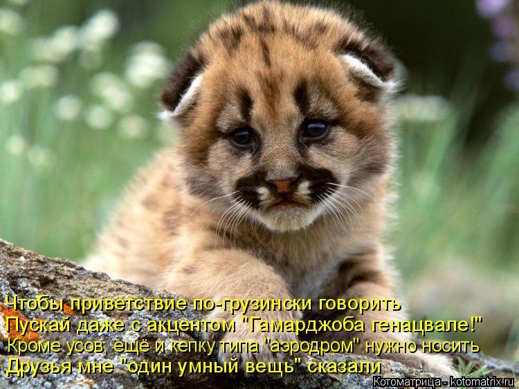 Чтобы приветствие по-грузински говорить Пускай даже с акцентом "Гамарджоба генацвале!" Кроме усов, ... Котоматрица: Чтобы приветствие по-грузински говорить Пускай даже с акцентом "Гамарджоба генацвале!" Кроме усов, ещё и кепку типа "аэродром" нужно носить