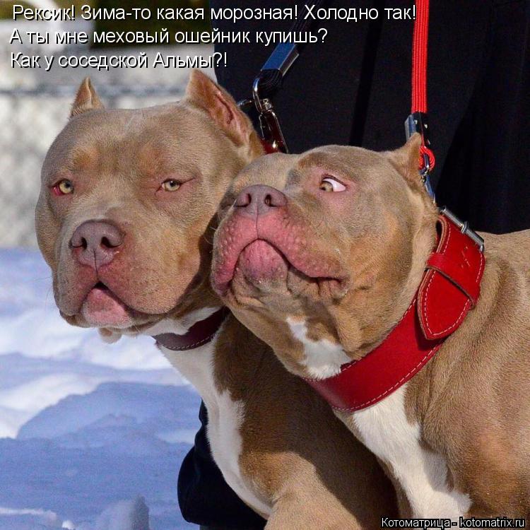 Рексик! Зима-то какая морозная! Холодно так! А ты мне меховый ошейник купишь? Как у соседской Альмы?!... Котоматрица: Рексик! Зима-то какая морозная! Холодно так! А ты мне меховый ошейник купишь? Как у соседской Альмы?!