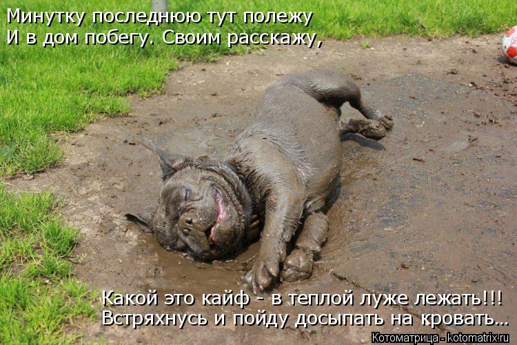 Минутку последнюю тут полежу И в дом побегу. Своим расскажу, Какой это кайф - в теплой луже лежать!!!... Котоматрица: Минутку последнюю тут полежу И в дом побегу. Своим расскажу, Какой это кайф - в теплой луже лежать!!! Встряхнусь и пойду досыпать на кровать…