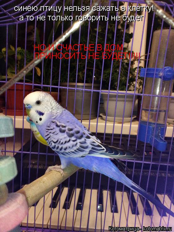 синею птицу нельзя сажать в клетку! а то не только говорить не будет НО И СЧАСТЬЕ В ДОМ ПРИНОСИТЬ НЕ... Котоматрица: синею птицу нельзя сажать в клетку! а то не только говорить не будет НО И СЧАСТЬЕ В ДОМ ПРИНОСИТЬ НЕ БУДЕТ!!!!!