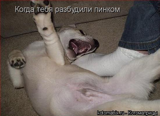 Когда тебя разбудили пинком... Котоматрица: Когда тебя разбудили пинком