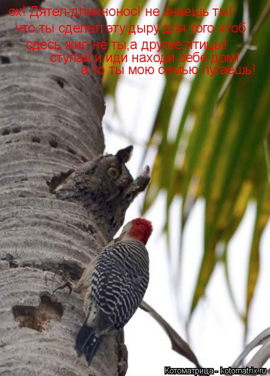 ох! Дятел-длиннонос! не знаешь ты! что ты сделал эту дыру для того чтоб сдесь жил не ты,а другие птиц... Котоматрица: ох! Дятел-длиннонос! не знаешь ты! что ты сделал эту дыру для того чтоб сдесь жил не ты,а другие птицы! ступай,и иди находи себе дом! а то ты мою