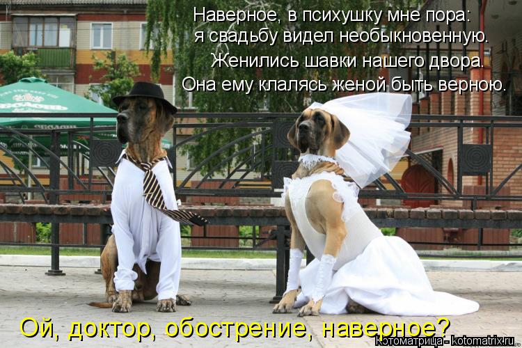 я свадьбу видел необыкновенную. Женились шавки нашего двора. Она ему клалясь женой быть верною. Ой, ... Котоматрица: я свадьбу видел необыкновенную. Женились шавки нашего двора. Она ему клалясь женой быть верною. Ой, доктор, обострение, наверное? Наверное,