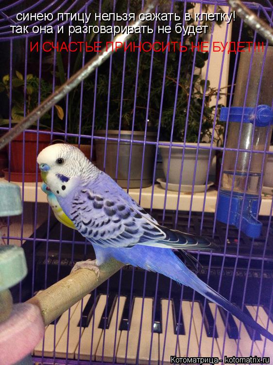 синею птицу на синею птицу нельзя сажать в клетку! так она и разговаривать не будет И СЧАСТЬЕ ПРИНОСИ... Котоматрица: синею птицу на синею птицу нельзя сажать в клетку! так она и разговаривать не будет И СЧАСТЬЕ ПРИНОСИТЬ НЕ БУДЕТ!!!