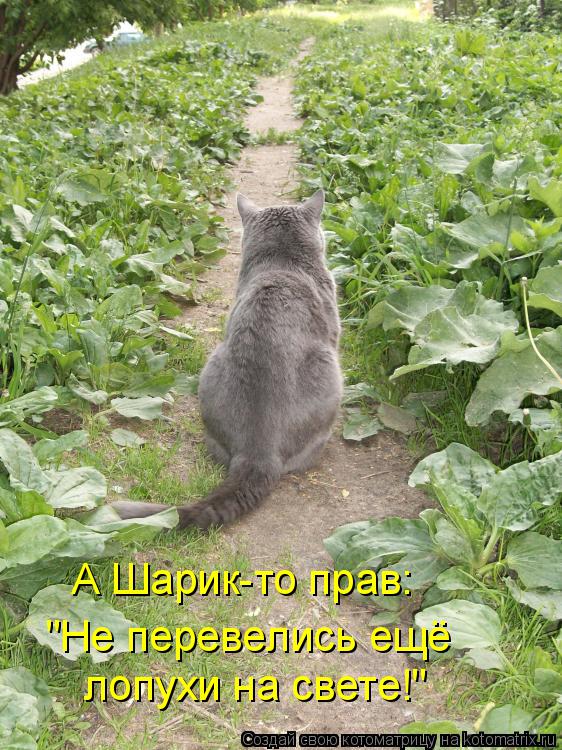А Шарик-то прав: "Не перевелись ещё лопухи на свете!"... Котоматрица: А Шарик-то прав: "Не перевелись ещё лопухи на свете!"