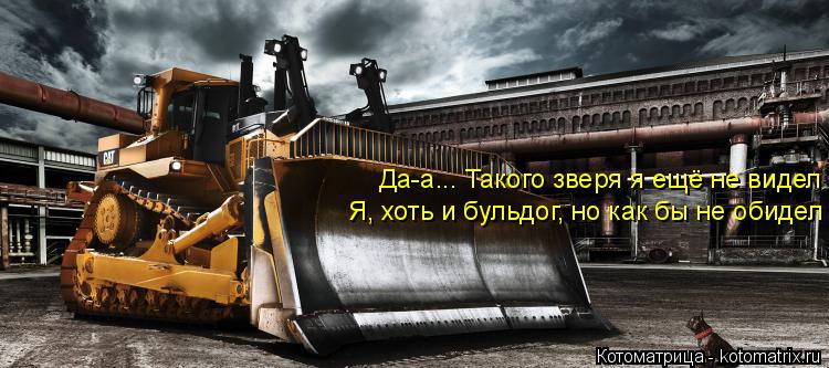 Да-а... Такого зверя я ещё не видел Я, хоть и бульдог, но как бы не обидел... Котоматрица: Да-а... Такого зверя я ещё не видел Я, хоть и бульдог, но как бы не обидел