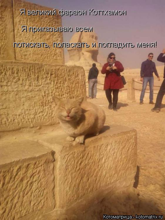 Я великий фараон Коттхамон Я приказываю всем потискать, поласкать и погладить меня!... Котоматрица: Я великий фараон Коттхамон Я приказываю всем потискать, поласкать и погладить меня!