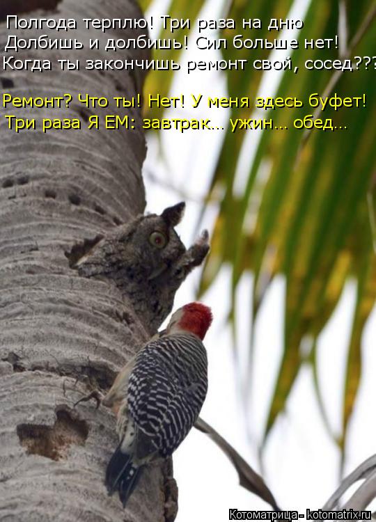 Полгода терплю! Три раза на дню Долбишь и долбишь! Сил больше нет! Когда ты закончишь ремонт свой, со... Котоматрица: Полгода терплю! Три раза на дню Долбишь и долбишь! Сил больше нет! Когда ты закончишь ремонт свой, сосед???! Ремонт? Что ты! Нет! У меня здесь бу