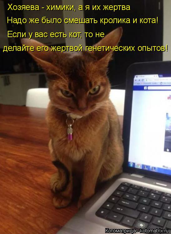 Хозяева - химики, а я их жертва Надо же было смешать кролика и кота! Если у вас есть кот, то не делай... Котоматрица: Хозяева - химики, а я их жертва Надо же было смешать кролика и кота! Если у вас есть кот, то не делайте его жертвой генетических опытов!