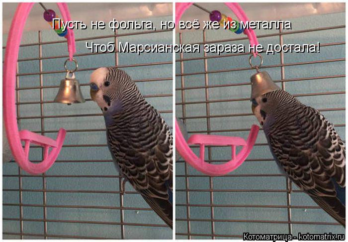 Пусть не фольга, но всё же из металла Чтоб Марсианская зараза не достала!... Котоматрица: Пусть не фольга, но всё же из металла Чтоб Марсианская зараза не достала!