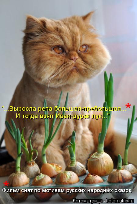 "...Выросла репа большая-пребольшая... И тогда взял Иван-дурак лук..." Фильм снят по мотивам русских ... Котоматрица: "...Выросла репа большая-пребольшая... И тогда взял Иван-дурак лук..." Фильм снят по мотивам русских народных сказок * *