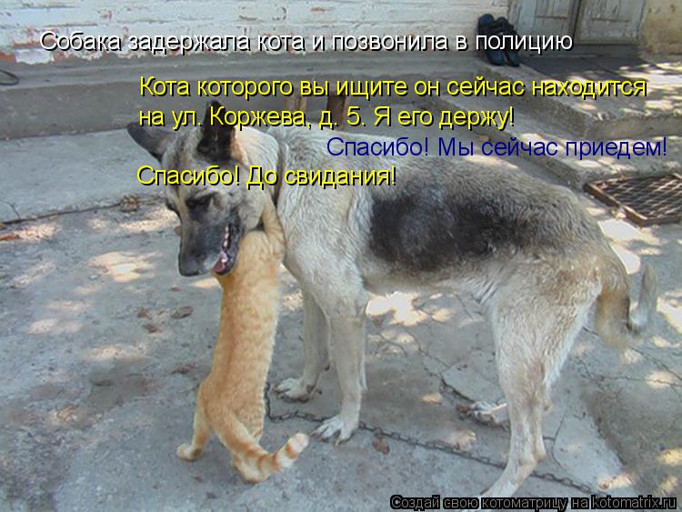 Собака задержала кота и позвонила в полицию Кота которого вы ищите он сейчас находится на ул. Коржева... Котоматрица: Собака задержала кота и позвонила в полицию Кота которого вы ищите он сейчас находится на ул. Коржева, д. 5. Я его держу! Спасибо! Мы сейчас пр