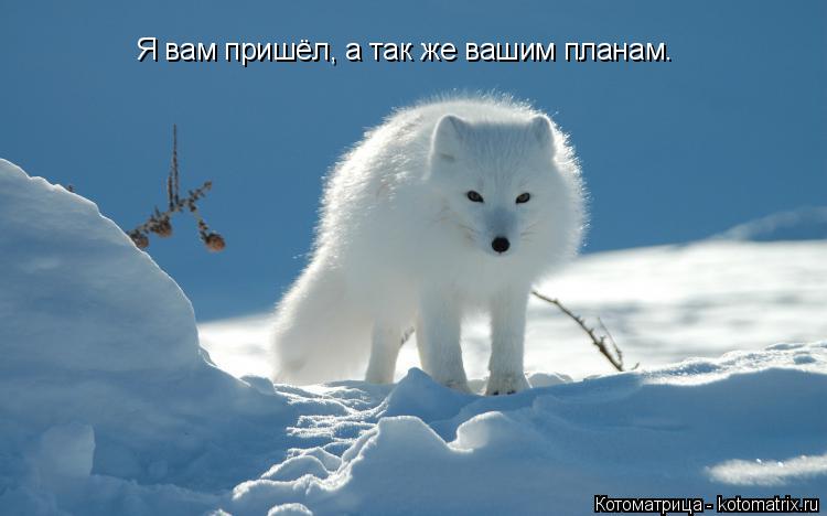 Я вам пришёл, а так же вашим планам.... Котоматрица: Я вам пришёл, а так же вашим планам.