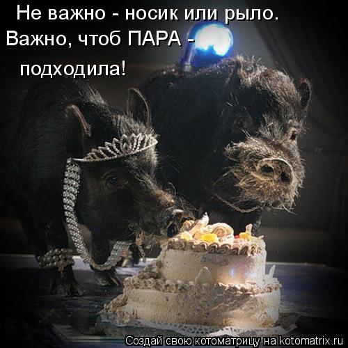 Не важно - носик или рыло. Важно, чтоб ПАРА - подходила!... Котоматрица: Не важно - носик или рыло. Важно, чтоб ПАРА - подходила!