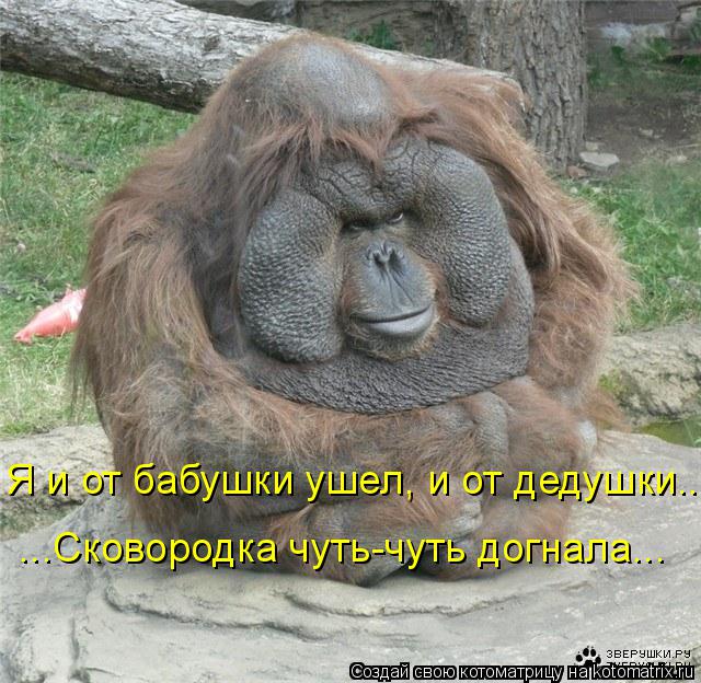 Я и от бабушки ушел, и от дедушки... ...Сковородка чуть-чуть догнала...... Котоматрица: Я и от бабушки ушел, и от дедушки... ...Сковородка чуть-чуть догнала...