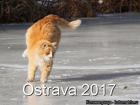 Ostrava 2017... Котоматрица: Ostrava 2017