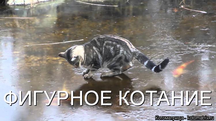 ФИГУРНОЕ КОТАНИЕ... Котоматрица: ФИГУРНОЕ КОТАНИЕ