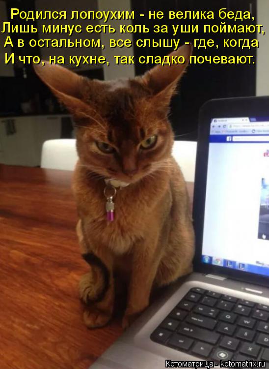 Родился лопоухим - не велика беда, Лишь минус есть коль за уши поймают, А в остальном, все слышу - гд... Котоматрица: Родился лопоухим - не велика беда, Лишь минус есть коль за уши поймают, А в остальном, все слышу - где, когда И что, на кухне, так сладко почеваю
