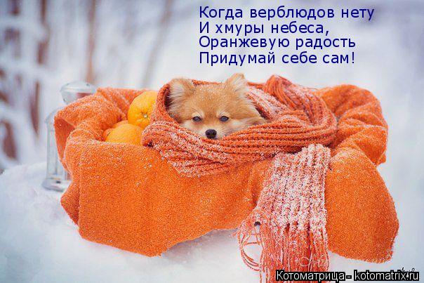 Когда верблюдов нету И хмуры небеса, Придумай себе сам! Оранжевую радость... Котоматрица: Когда верблюдов нету И хмуры небеса, Придумай себе сам! Оранжевую радость