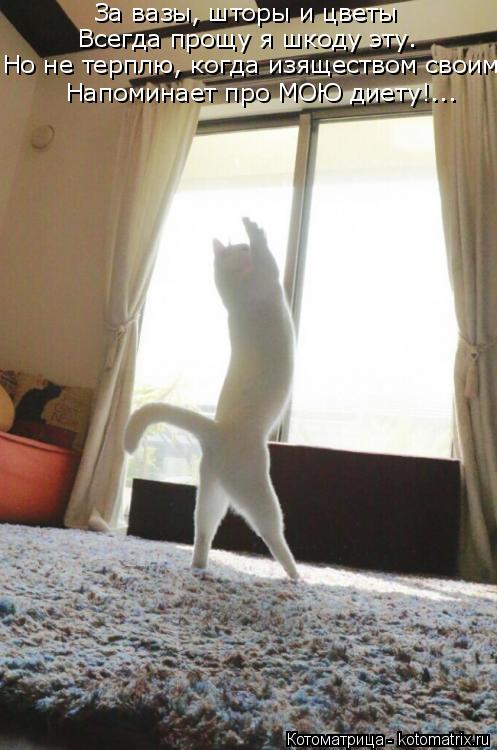 За вазы, шторы и цветы Всегда прощу я шкоду эту. Но не терплю, когда изяществом своим Напоминает про ... Котоматрица: За вазы, шторы и цветы Всегда прощу я шкоду эту. Но не терплю, когда изяществом своим Напоминает про МОЮ диету!...
