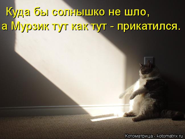 Куда бы солнышко не шло, а Мурзик тут как тут - прикатился.... Котоматрица: Куда бы солнышко не шло, а Мурзик тут как тут - прикатился.
