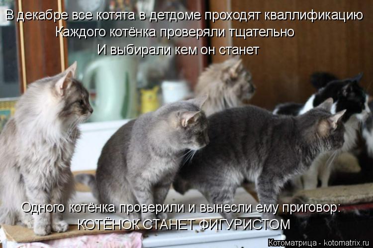 В декабре все котята в детдоме проходят кваллификацию Каждого котёнка проверяли тщательно И выбирали ... Котоматрица: В декабре все котята в детдоме проходят кваллификацию Каждого котёнка проверяли тщательно И выбирали кем он станет Одного котёнка провери