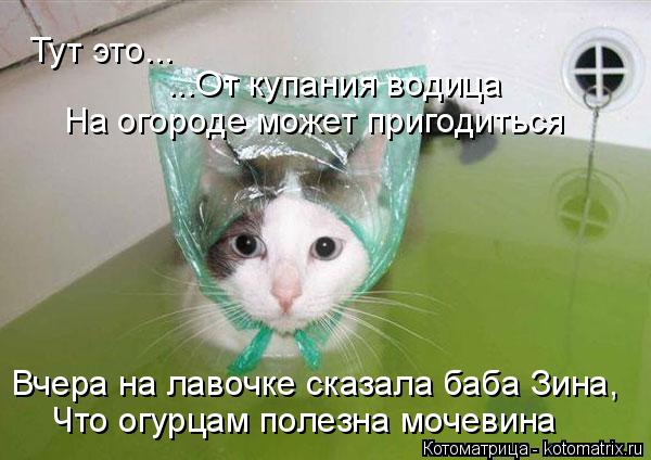 Вчера на лавочке сказала баба Зина, Что огурцам полезна мочевина Тут это... ...От купания водица На о... Котоматрица: Вчера на лавочке сказала баба Зина, Что огурцам полезна мочевина Тут это... ...От купания водица На огороде может пригодиться