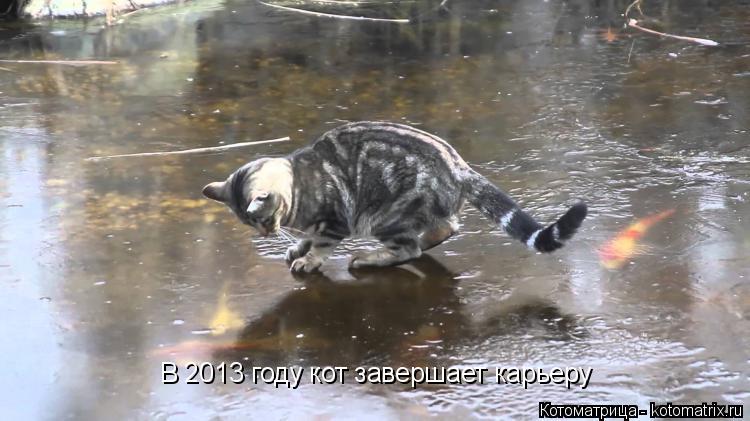 В 2013 году кот завершает карьеру... Котоматрица: В 2013 году кот завершает карьеру