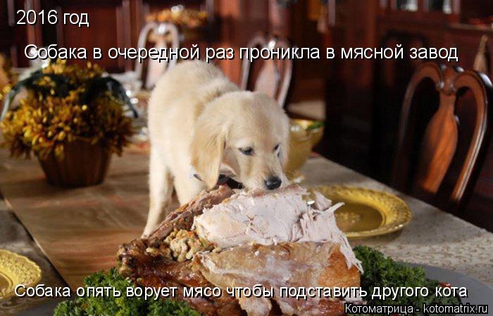 2016 год Собака в очередной раз проникла в мясной завод Собака опять ворует мясо чтобы подставить дру... Котоматрица: 2016 год Собака в очередной раз проникла в мясной завод Собака опять ворует мясо чтобы подставить другого кота