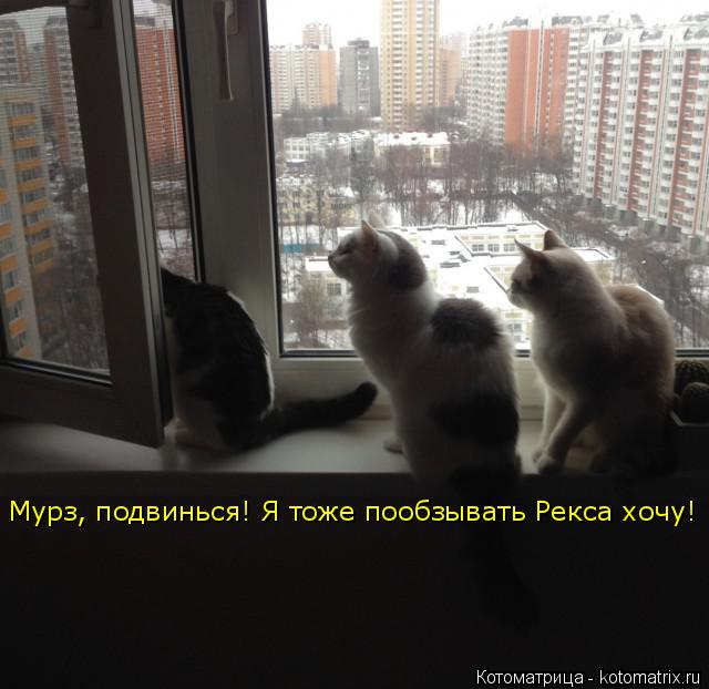 Мурз, подвинься! Я тоже пообзывать Рекса хочу!... Котоматрица: Мурз, подвинься! Я тоже пообзывать Рекса хочу!