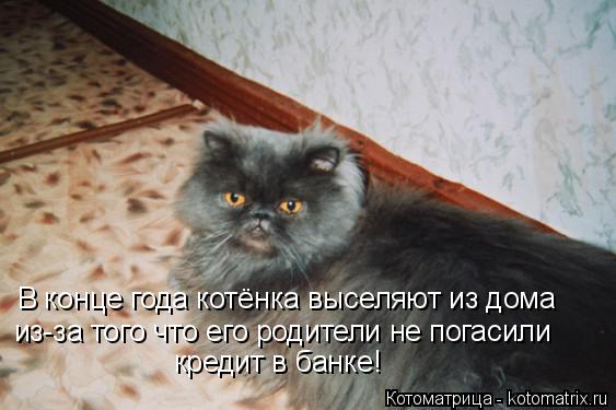 В конце года котёнка выселяют из дома из-за того что его родители не погасили кредит в банке!... Котоматрица: В конце года котёнка выселяют из дома из-за того что его родители не погасили кредит в банке!