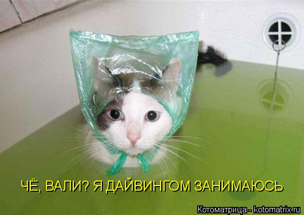 ЧЁ, ВАЛИ? Я ДАЙВИНГОМ ЗАНИМАЮСЬ... Котоматрица: ЧЁ, ВАЛИ? Я ДАЙВИНГОМ ЗАНИМАЮСЬ
