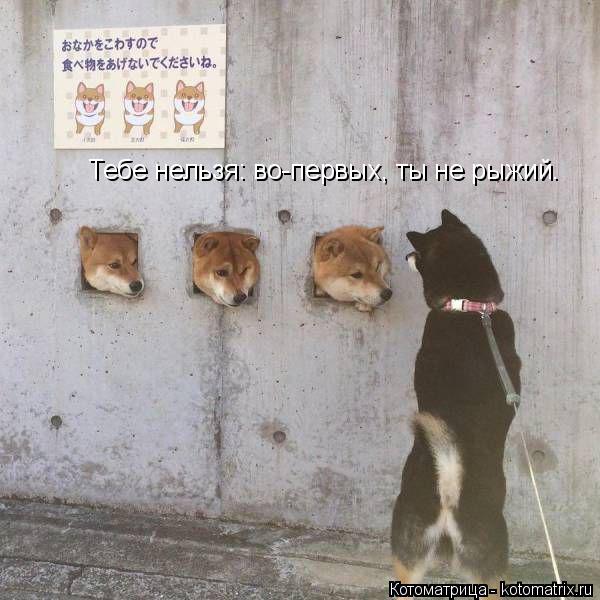 Тебе нельзя: во-первых, ты не рыжий.... Котоматрица: Тебе нельзя: во-первых, ты не рыжий.