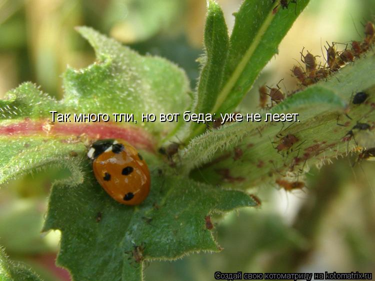 Так много тли, но вот беда: уже не лезет.... Котоматрица: Так много тли, но вот беда: уже не лезет.
