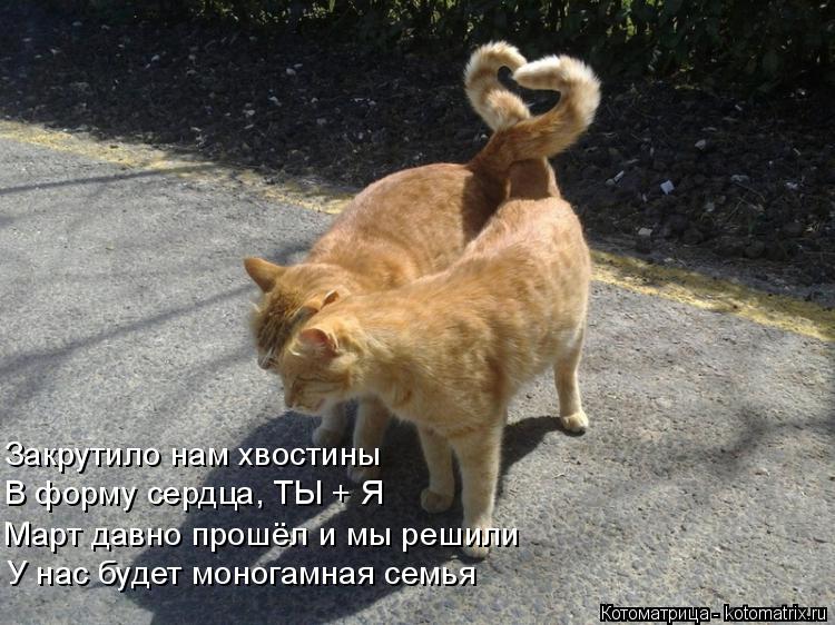 Закрутило нам хвостины В форму сердца, ТЫ + Я Март давно прошёл и мы решили У нас будет моногамная се... Котоматрица: Закрутило нам хвостины В форму сердца, ТЫ + Я Март давно прошёл и мы решили У нас будет моногамная семья