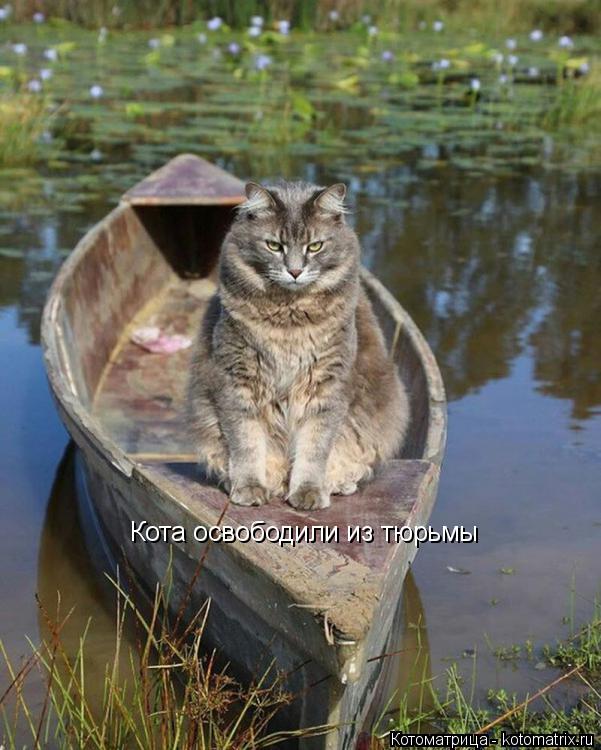 Кота освободили из тюрьмы... Котоматрица: Кота освободили из тюрьмы
