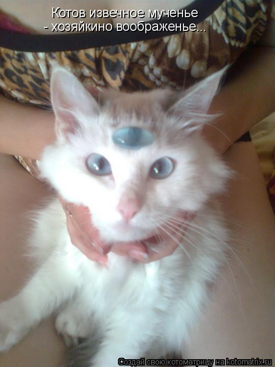Котов извечное мученье - хозяйкино воображенье...... Котоматрица: Котов извечное мученье - хозяйкино воображенье...