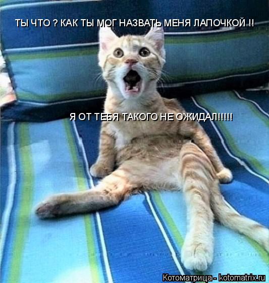 ТЫ ЧТО ? КАК ТЫ МОГ НАЗВАТЬ МЕНЯ ЛАПОЧКОЙ !! Я ОТ ТЕБЯ ТАКОГО НЕ ОЖИДАЛ!!!!!... Котоматрица: ТЫ ЧТО ? КАК ТЫ МОГ НАЗВАТЬ МЕНЯ ЛАПОЧКОЙ !! Я ОТ ТЕБЯ ТАКОГО НЕ ОЖИДАЛ!!!!!