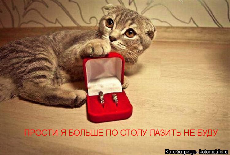 ПРОСТИ Я БОЛЬШЕ ПО СТОЛУ ЛАЗИТЬ НЕ БУДУ... Котоматрица: ПРОСТИ Я БОЛЬШЕ ПО СТОЛУ ЛАЗИТЬ НЕ БУДУ
